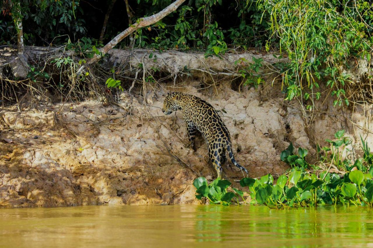 Santa Rosa Pantanal Hotel Porto Jofre Экстерьер фото